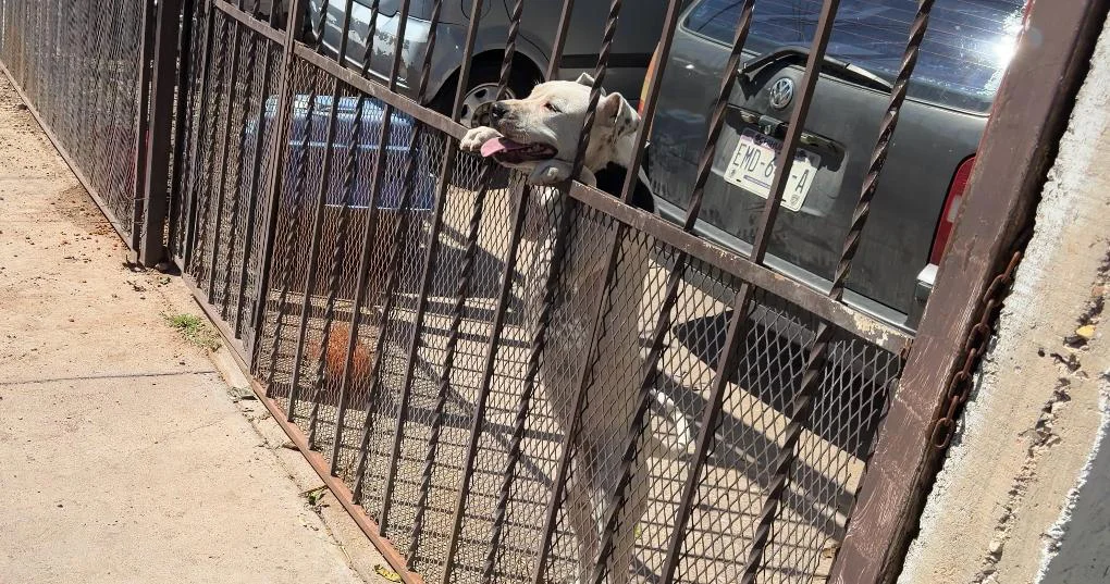 RESCATAN PERRITO DESCUIDADO2