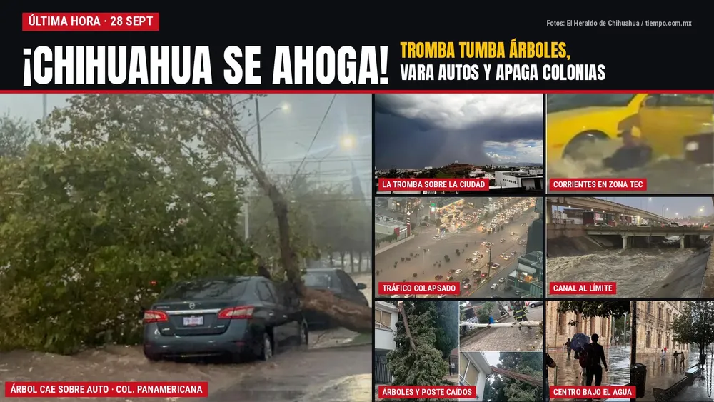 tromba_chihuahua_